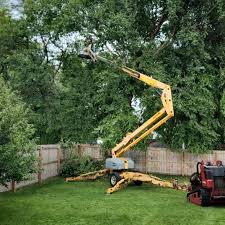 How Our Tree Care Process Works  in  Lebanon, KY